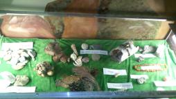 мини-музей горных пород и минералов